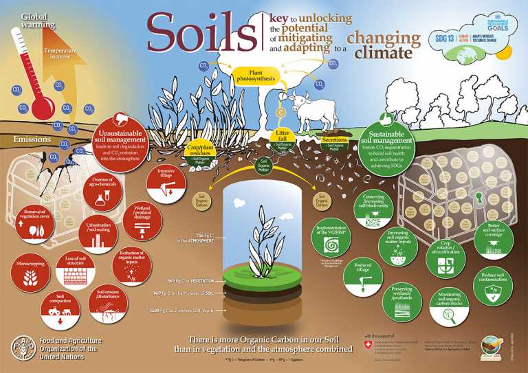 World Soil Day: conserve this precious resource