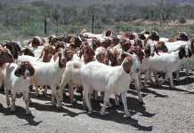 zimbabwe-goat-export