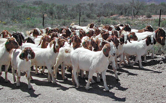 Zimbabwe set to enter goat meat export market