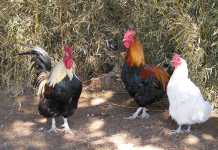 Avian flu halts Ugandan poultry exports