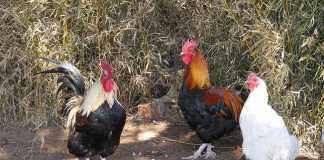 Avian flu halts Ugandan poultry exports