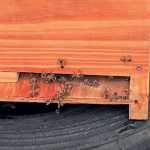 Beekeeper-Phirdy-Motala-1