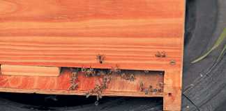 Hives have to be inspected regularly to ensure that bees perform optimally.