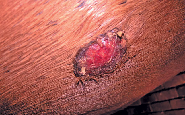 Dealing with equine sarcoids Dealing with equine sarcoids