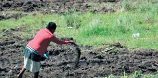 How to cure your soil after years of nutrient depletion