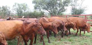 Intermediary-programmes-can-be-helpful-for-emerging-farmers
