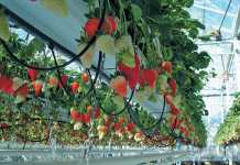 Producing-strawberries-using-hydroponic-and-greenhouse-technologies