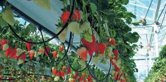 Producing-strawberries-using-hydroponic-and-greenhouse-technologies