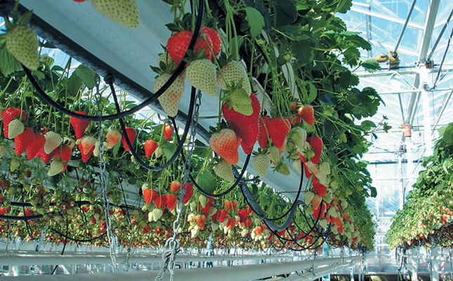 Is hydroponics the answer to global food challenges?