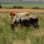 Summer-Grain-6