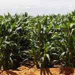 Summer-grain-1