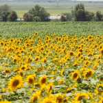 Summer-grain-8