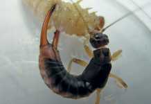 The common earwig (Forficula auricularia) attacking a stemborer.