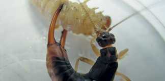 The common earwig (Forficula auricularia) attacking a stemborer.