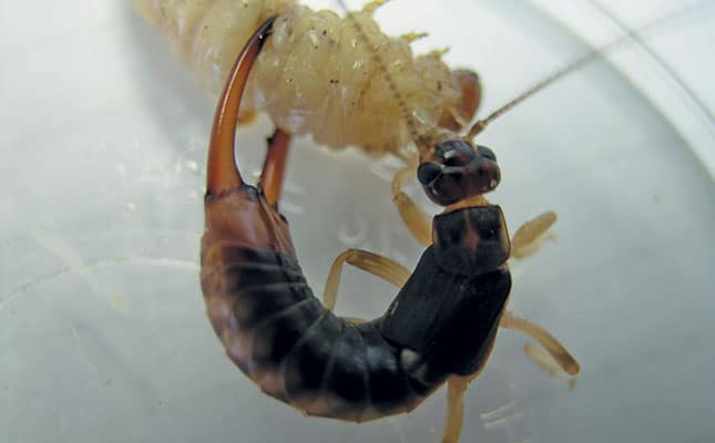 Beneficial insects can help farmers control pests Beneficial insects can help farmers control pests