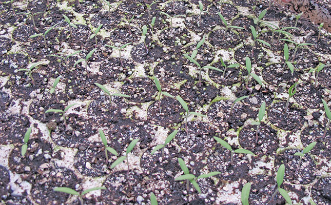 Preserving seeds for the future Preserving seeds for the future