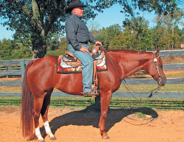 Training western pleasure horses