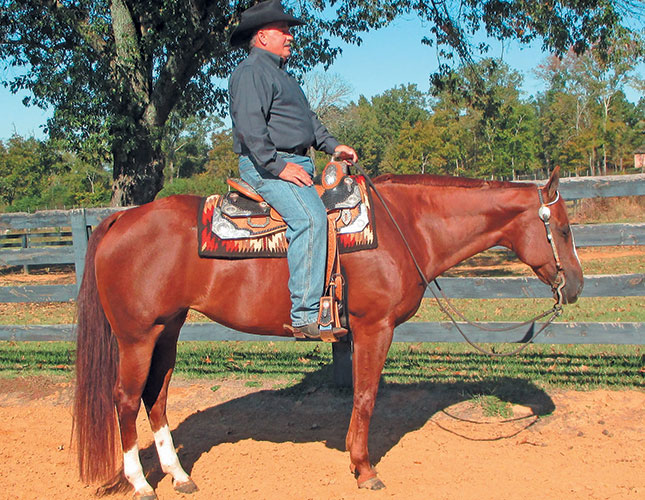 Training western pleasure horses Training western pleasure horses