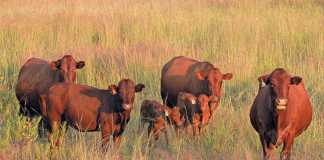 Twinning in cattle: super-fertile cows