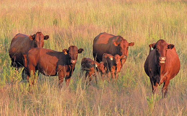 Twinning in cattle: super-fertile cows