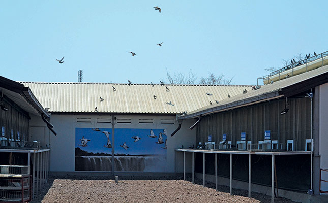 New pigeon race to boost wildlife conservation