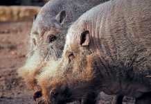 bearded-pigs