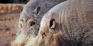 bearded-pigs