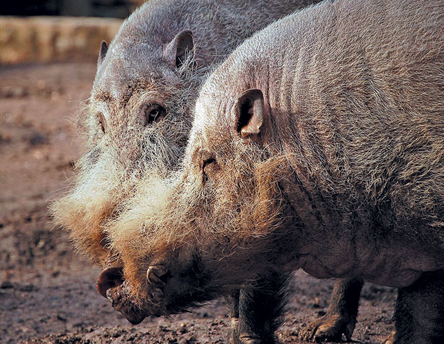 The many advantages of pigs The many advantages of pigs