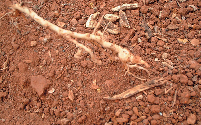 Can marigolds control eelworm? Can marigolds control eelworm?
