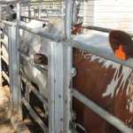 cattle-vet