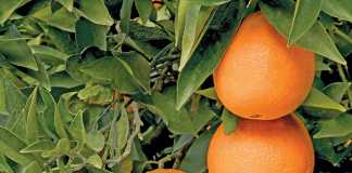 citrus-fruit---oranges