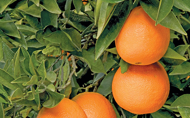 Foul play suspected in SA citrus mislabelling saga