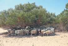 climate-change-sheep