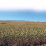 conservation-farming-1