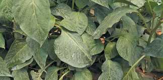 crop-spraying-all-over-a-leaf