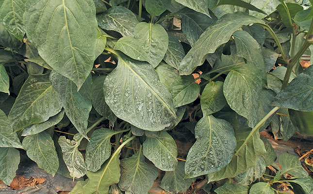 How to ensure effective crop spraying How to ensure effective crop spraying