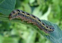 fall-army-worm