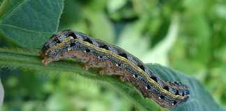 fall-army-worm