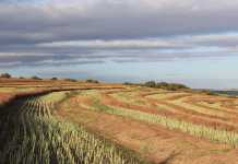 farm-land-south-africa