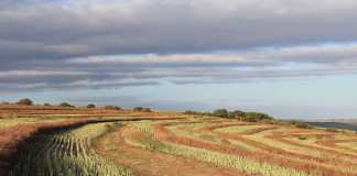 farm-land-south-africa