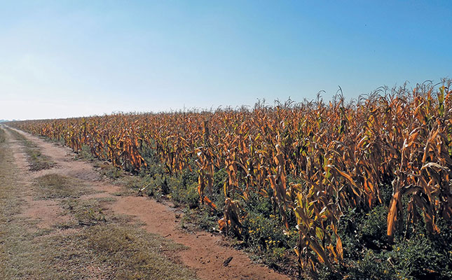 High yields expected in summer grain production region