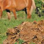 kraal-manure