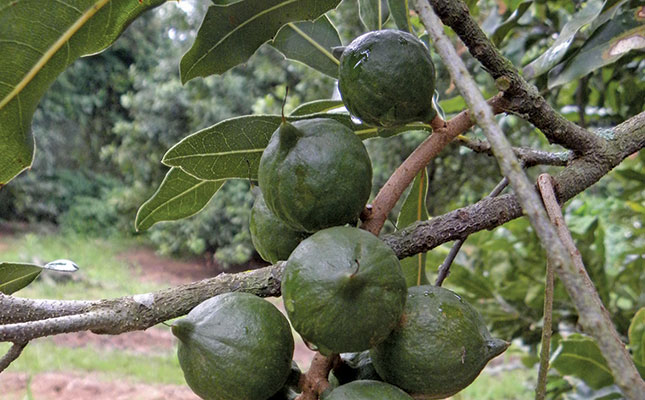 Tree nut and dried fruit production set to increase