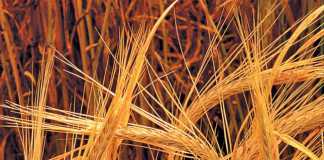 malting-barley