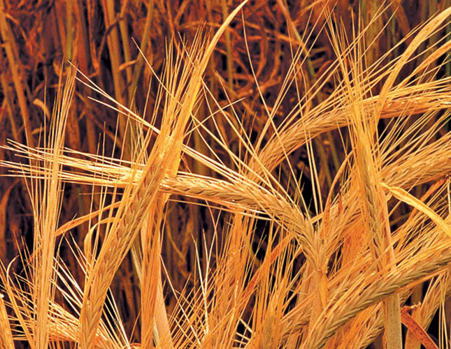 Considering growing malting barley? Here’s a useful guide