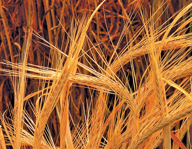Considering growing malting barley? Here’s a useful guide Considering growing malting barley? Here’s a useful guide