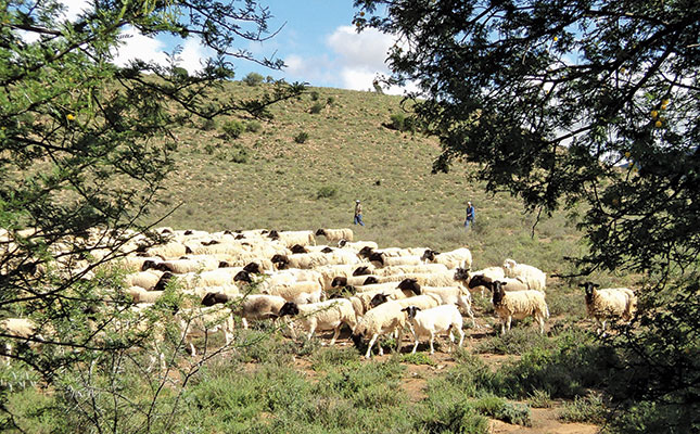 Why choose mutton and lamb? Why choose mutton and lamb?