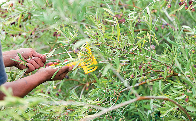 Producing high-quality extra virgin olive oil Producing high-quality extra virgin olive oil