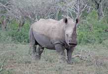 poaching-in-namibia