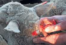 sheep-vaccination enzootic abortion